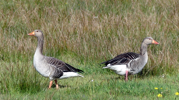 P1020834-grauwe gans