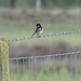 P1020849a-roodborsttapuit