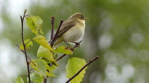 P1020876b-Fitis