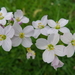 Pinksterbloem 34