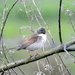 DSCN3161-grasmus
