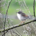 DSCN3162-grasmus