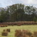 DSCN3164