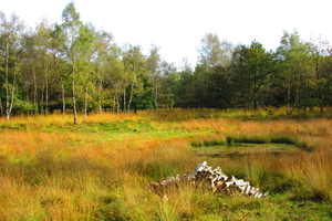 Diversen 201114 101