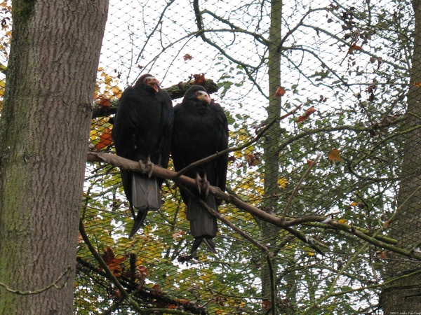 2008-10-30 Paradisio met Vico & Nona 017