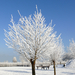 2009.01.12-20b park Kruibeke