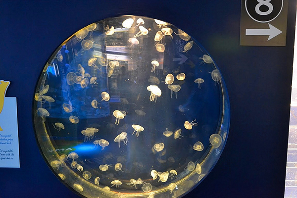 Nausicaa 2011.08.24 io
