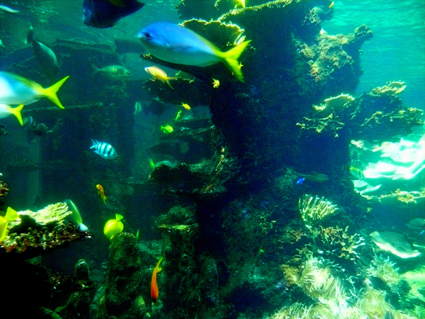 Nausicaa 2011.08.24 k