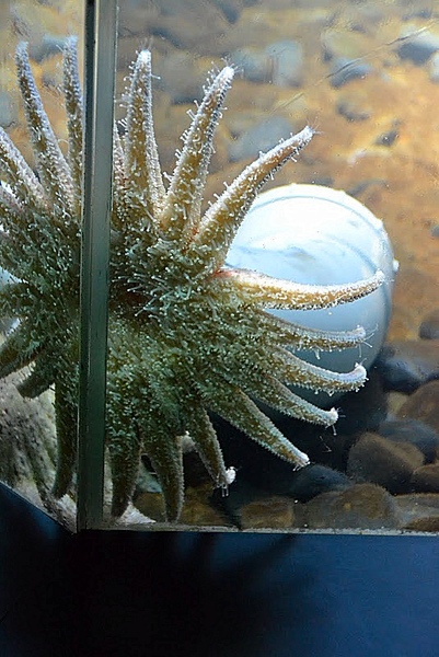 Nausicaa 2011.08.24 kg