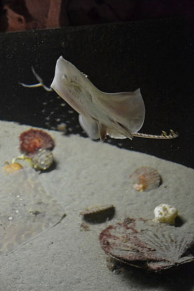 Nausicaa 2011.08.24 kr