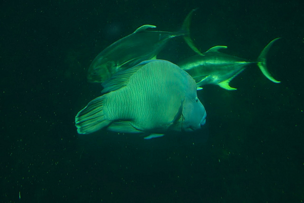 Nausicaa 2011.08.24 kv