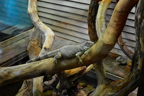 Nausicaa 2011.08.24 kzb