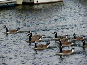 2009 nieuwpoort 7