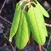 ECO .