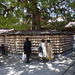 1A Tokio, Meiji Shrine _D0035