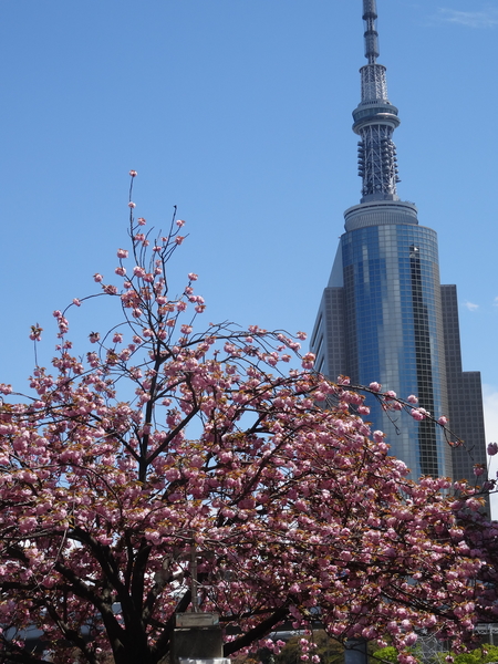 1J Sumida rivier _0293