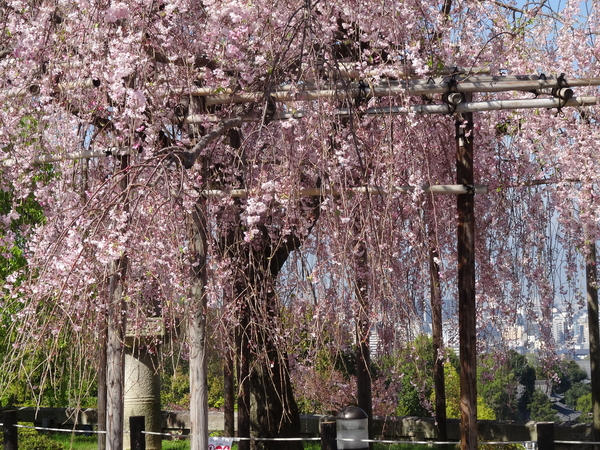 5E Kyoto, Kiyomizudera tempel  _0685