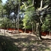 5P Kyoto, Fushimi Shrine _1182
