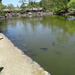 7A Nara, Todaji tempel  _1220