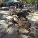 7A Nara, Todaji tempel  _1258