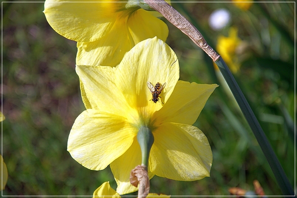 bloemen wandeling (34)