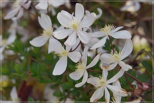 bloemen wandeling (35)