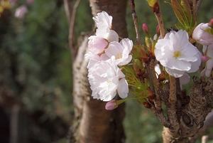 bloemen wandeling (36)