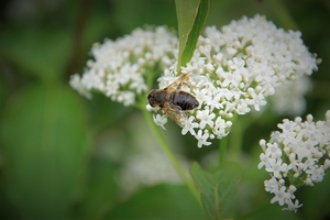 bloemen wandeling (38)