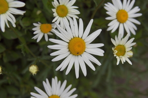 bloemen wandeling (46)