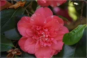 bloemen wandeling (67)