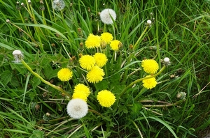 bloemen wandeling (81)