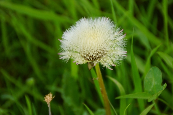 bloemen wandeling (86)