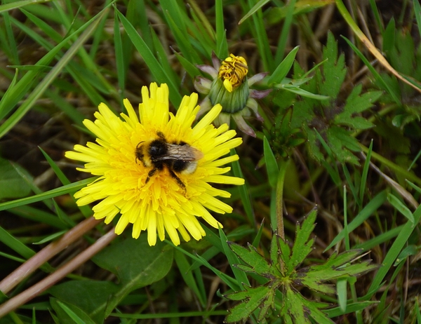 bloemen wandeling (89)