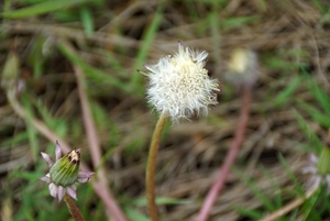 bloemen wandeling (90)