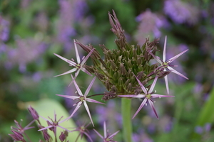 bloemen wandeling (122)