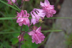 bloemen wandeling (129)