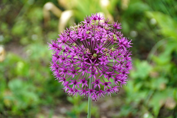 bloemen wandeling (130)