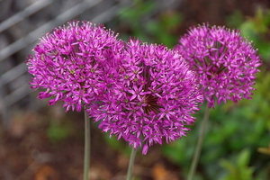 bloemen wandeling (131)