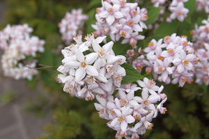 bloemen wandeling (136)