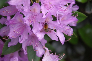 bloemen wandeling (139)