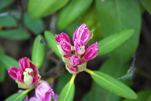 bloemen wandeling (135)