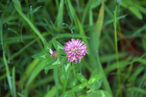 bloemen wandeling (144)