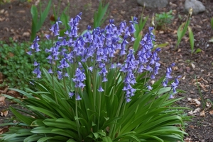 bloemen wandeling (192)