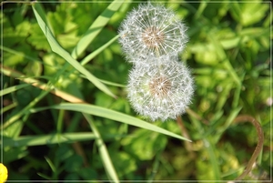 bloemen wandeling (197)