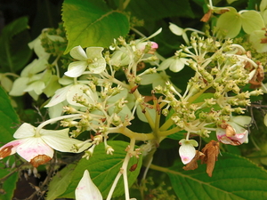 bloemen wandeling (204)