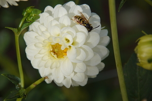 bloemen wandeling (211)