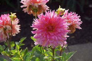 bloemen wandeling (213)