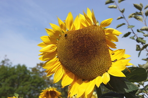 bloemen wandeling (214)