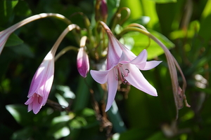 bloemen wandeling (216)