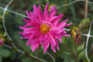 bloemen wandeling (217)